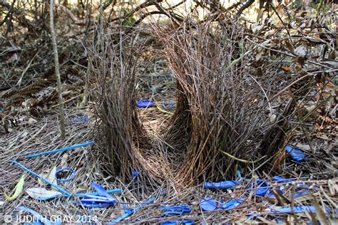 Blue Bower of the Satin Bowerbird 12/02/14