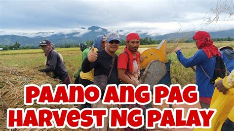 Paano Mag Harvest Ng Palay YouTube