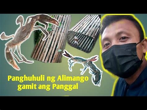 Pano Manghuli Ng Alimango Gamit Ang Panggal Panggal Bubu Trap