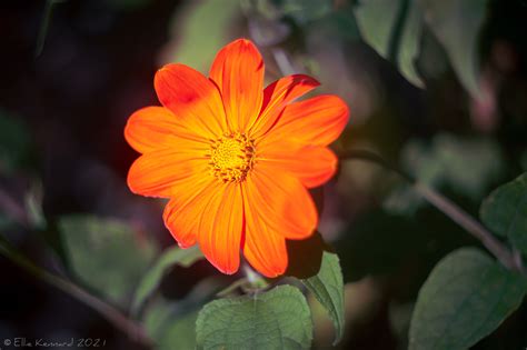 Mexican Sunflower - Ellie Kennard