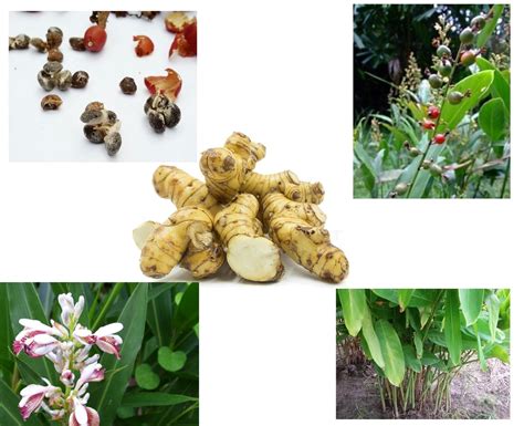 Thai Galangal Seeds Grow Your Own Alpinia Galanga 15 Rare Etsy