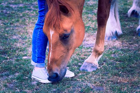 Herd of Horses · Free Stock Photo