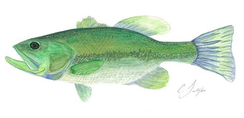 Bass Watercolor At Explore Collection Of Bass