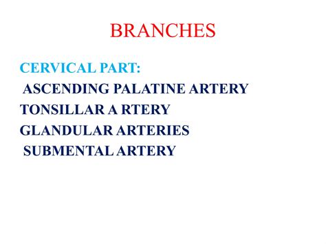 External Carotid Artery Branches And Ligation Ppt Free Download