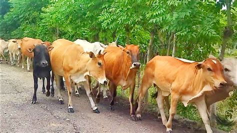 Kawanan Sapi Lembu Jinak Turun Ke Sawah Hijau Milik Warga Suara Lucu