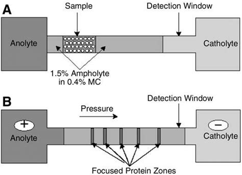 Principle Of Capillary Isoelectric Focusing By Simultaneous