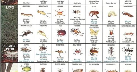 Indoor Plant Pests Identification