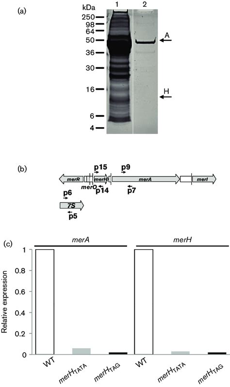 MerA Protein Purification And Effect Of MerH Mutations On Mer