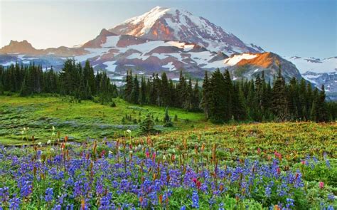 🔥 40 Mount Rainier Meadow Flowers Wallpapers Wallpapersafari