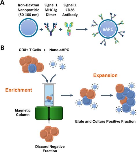 Figure 1 From Enrichment And Expansion With Nanoscale Artificial