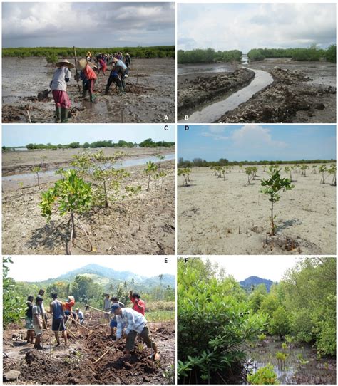 CASE STUDY Community Based Ecological Mangrove Rehabilitation CBEMR