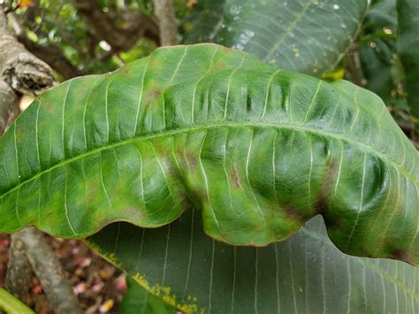 Plumeria Powdery Mildew Leaf Distortion A Typical Sympto Flickr