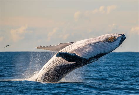 Colour Print Humpback Whale Breach 9635 Geoff White Photography