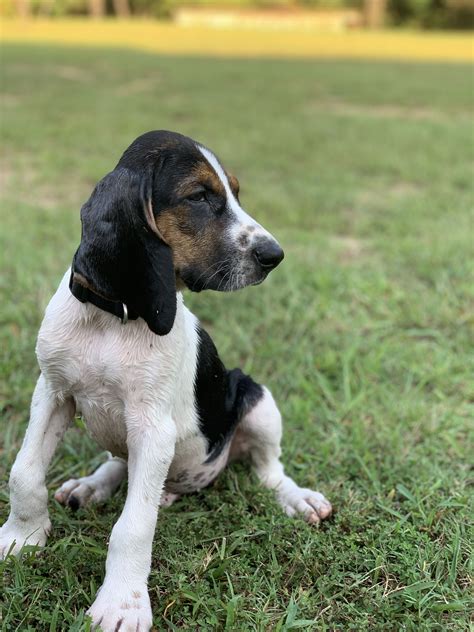 Warrior the Treeing Walker Hound | Walker hound, Walker coonhound ...