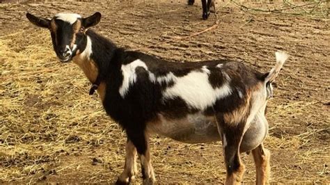 How to Raise Dairy Goats for Milk: The Ultimate Guide