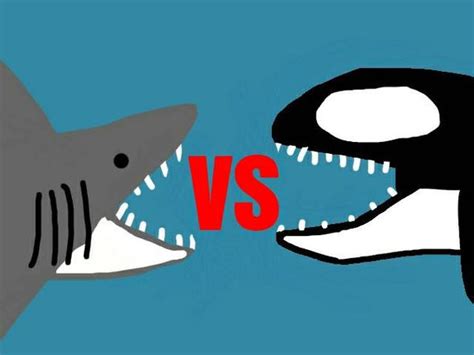 killer whale vs great white shark by rexyrex2018 on DeviantArt