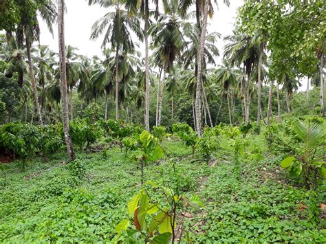 Coconut And Cocoa Farm