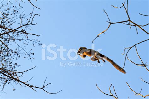 Flying Lemur Stock Photo | Royalty-Free | FreeImages