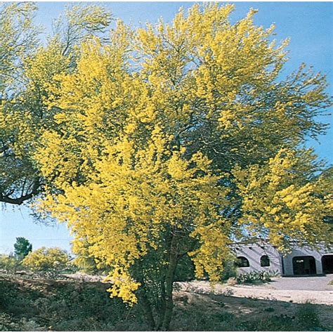 27.17-Gallon Yellow Blue Palo Verde Feature Tree in Pot (With Soil ...