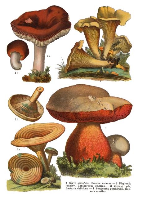 Mushrooms Vintage Art Print Free Stock Photo Public Domain Pictures