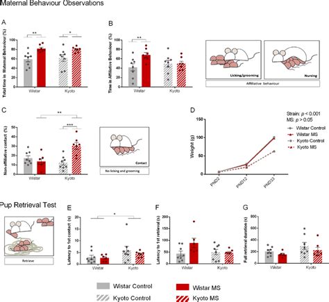 Maternal Separation Impacts Maternal Behavior Of Mothers With Different