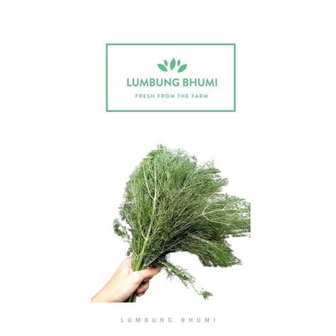 Jual Lumbung Bhumi Daun Dill Adas 50 Gr Sayur Curah Shopee