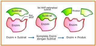 Enzim Belajar Biokimia