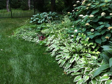 Hosta border along the back garden | Shade landscaping, Landscaping ...