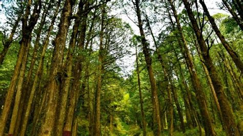 Jutaan Hektare Hutan Hilang Sejak 1990 Bagaimana Dengan Hutan Primer