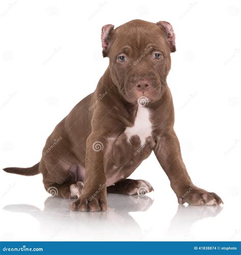 Adorable Chocolate Brown Pit Bull Puppy Stock Photo - Image: 41838874