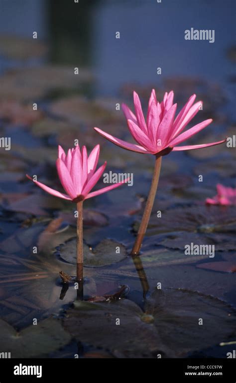 Nelum flower hi-res stock photography and images - Alamy