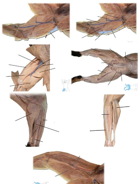 Cat Muscles Lower Extremity Flashcards Quizlet Hot Sex Picture