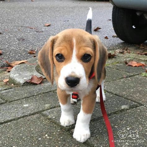 Beaglefriendz Comment Éduquer Son Chien En Seulement 15 Minutes Par