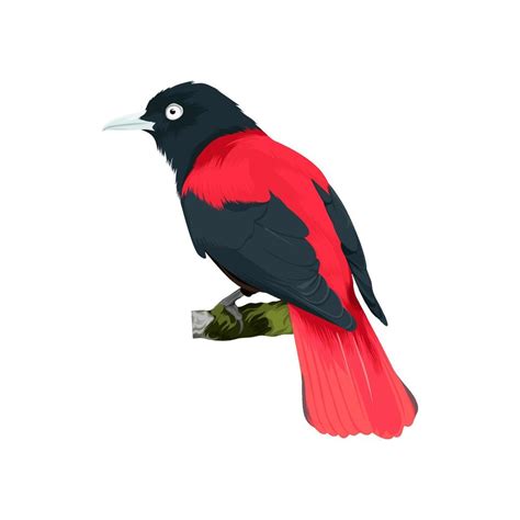 Maroon Orioles bird vector illustration 13430483 Vector Art at Vecteezy