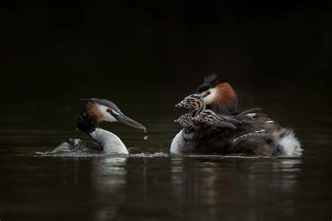 Revive Our Wetland Photography Competition And Why Wetlands Are