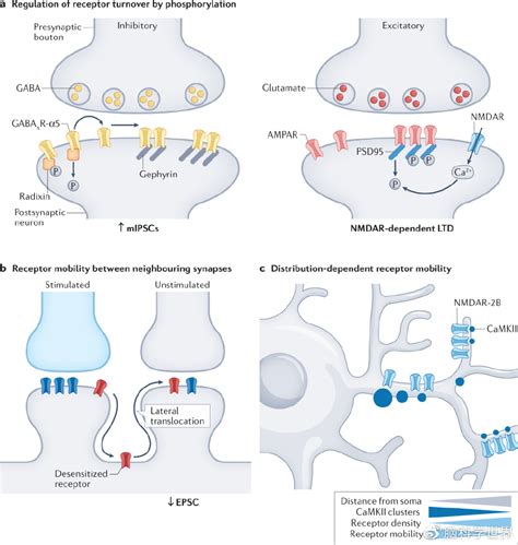 Nat Rev Neurosci 综述：突触功能的另一面 突触 受体 神经元 新浪新闻