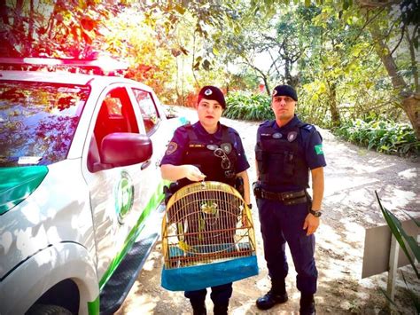 Gcm De Campo Limpo Paulista Apreende P Ssaro Na Feira Do Rolo Pop Tv