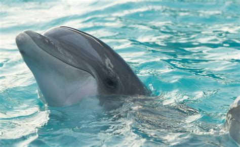 Adelaide Dolphin Sanctuary | South Australia | National Park