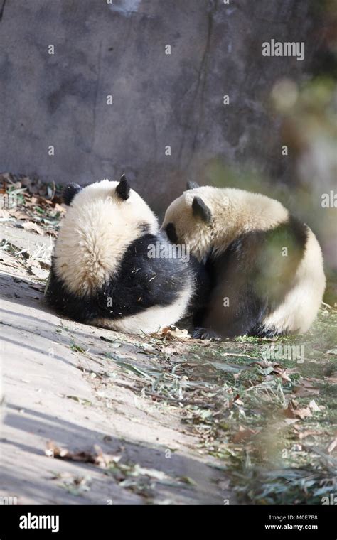 Panda cubs hi-res stock photography and images - Alamy