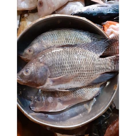 Jual Ikan Mujair Nila Segar Shopee Indonesia