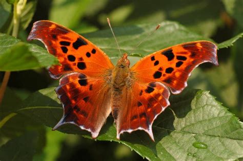 How Do Insects Survive Winter Nebraska Extension In Lancaster County