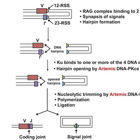 Artemis Is Involved In Dna End Repair Via The Nhej Pathway Natural