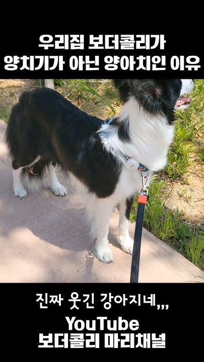 보더콜리는 양아치견 이다 Shorts 보더콜리 Bordercollie 강아지 Dog 강아지일상