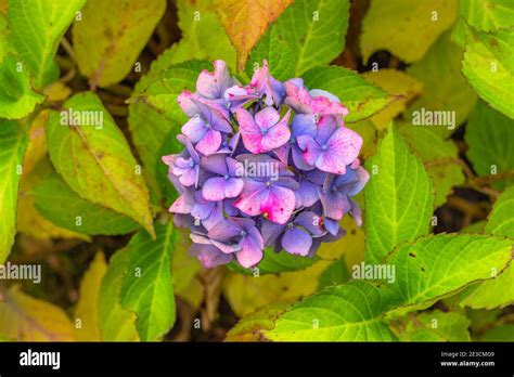 Flor P Rpura Rosa Hydrangea Flor Hydrangea Macrophylla Flores De