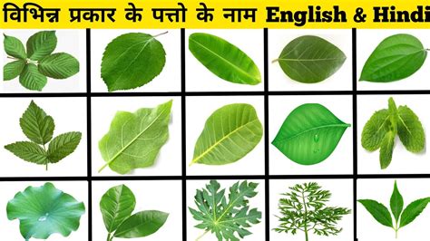 Leaves Name In English And Hindi