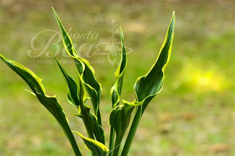 Sklep Hosta Bea - Funkia - Hosta 'Hands Up'