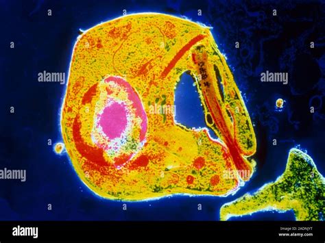 False Colour Transmission Electron Micrograph TEM Of Leishmania Sp