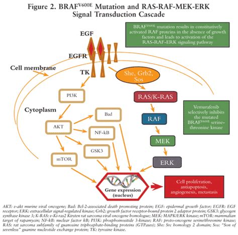 Novel Target Therapy and Immunotherapy for Skin Cancer