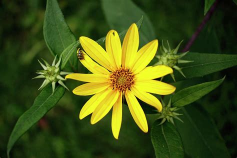 Pale Leaf Woodland Sunflower With Spotted Cucumber Beetle Augu