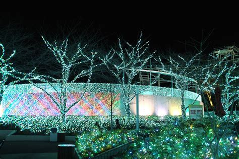 Wallpaper Night Branch Christmas Tree Christmas Lights Tokyo